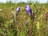 Gentiana triflora