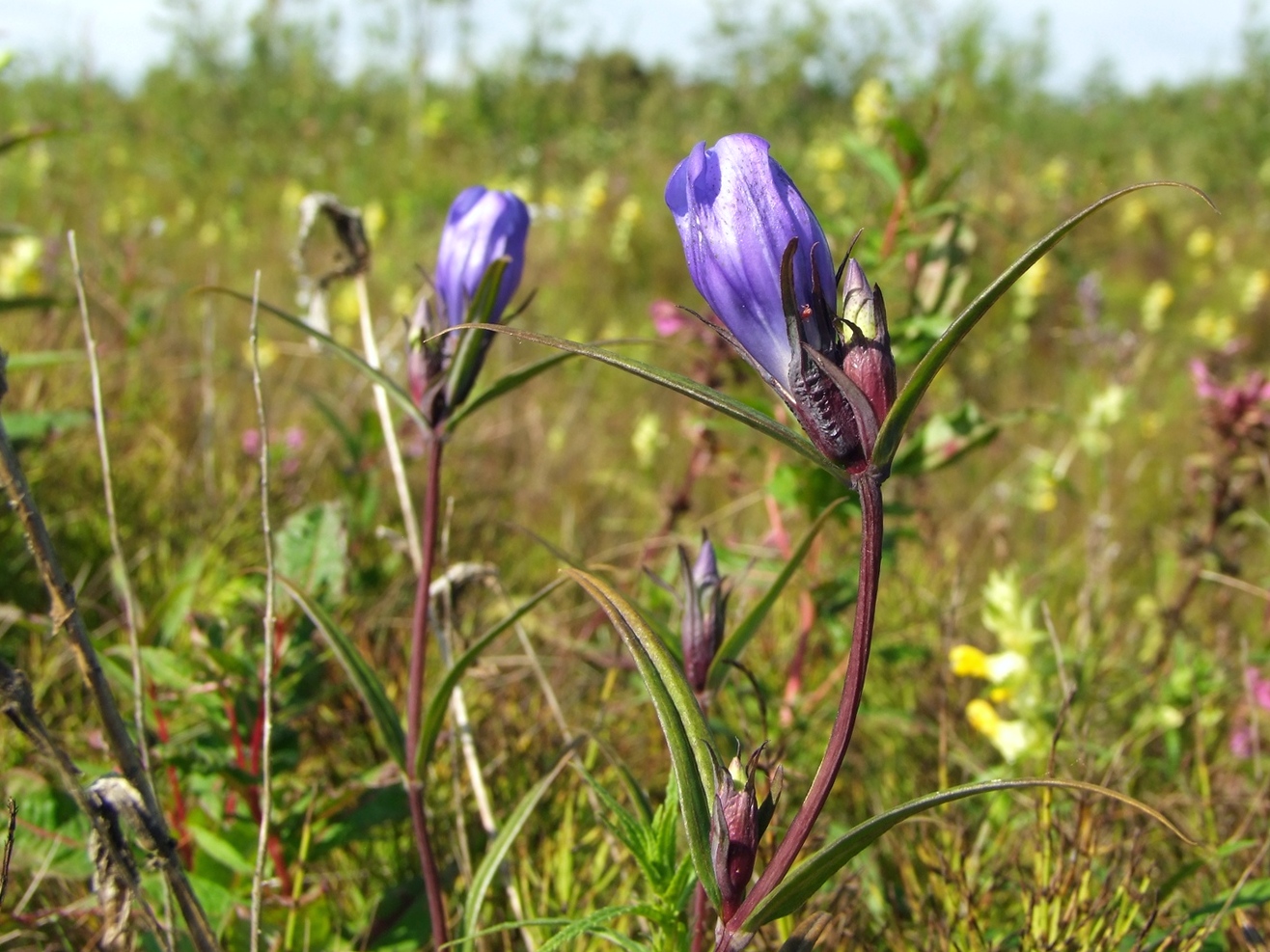 Image of Gentiana triflora specimen.