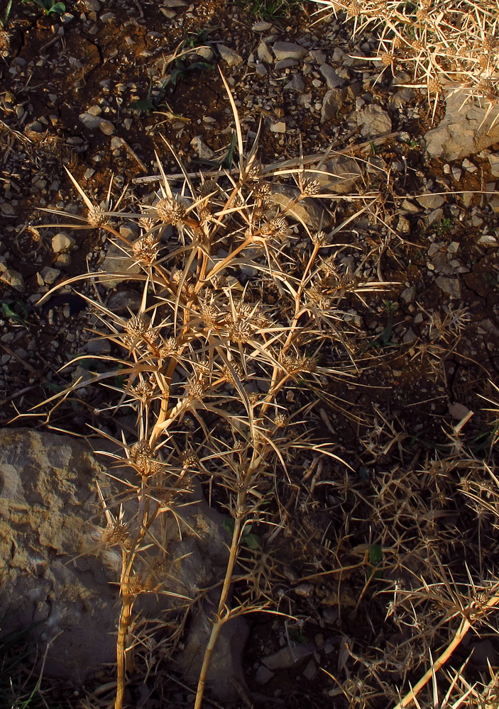 Изображение особи Eryngium glomeratum.