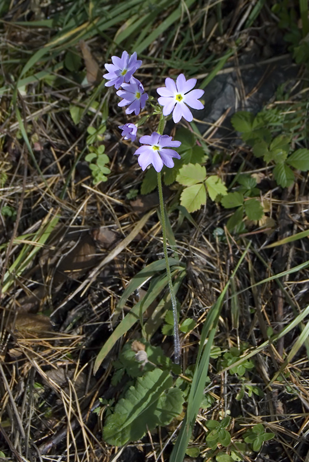 Изображение особи Primula cortusoides.