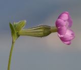 Silene colorata