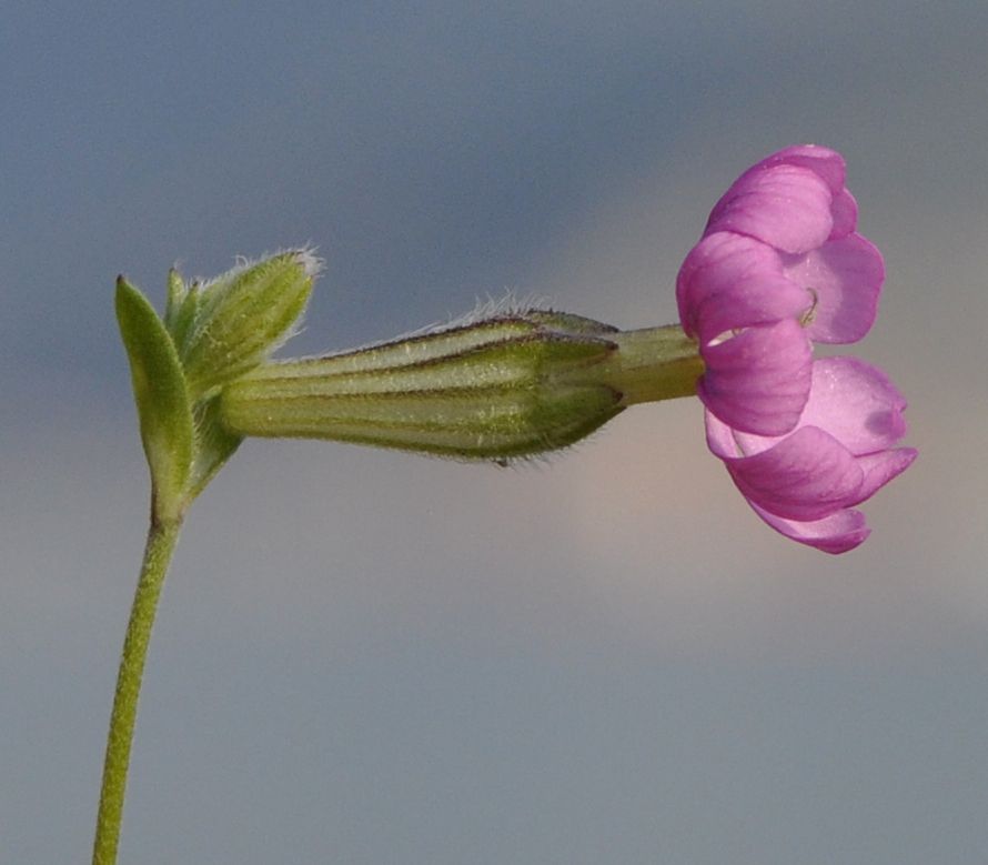 Изображение особи Silene colorata.