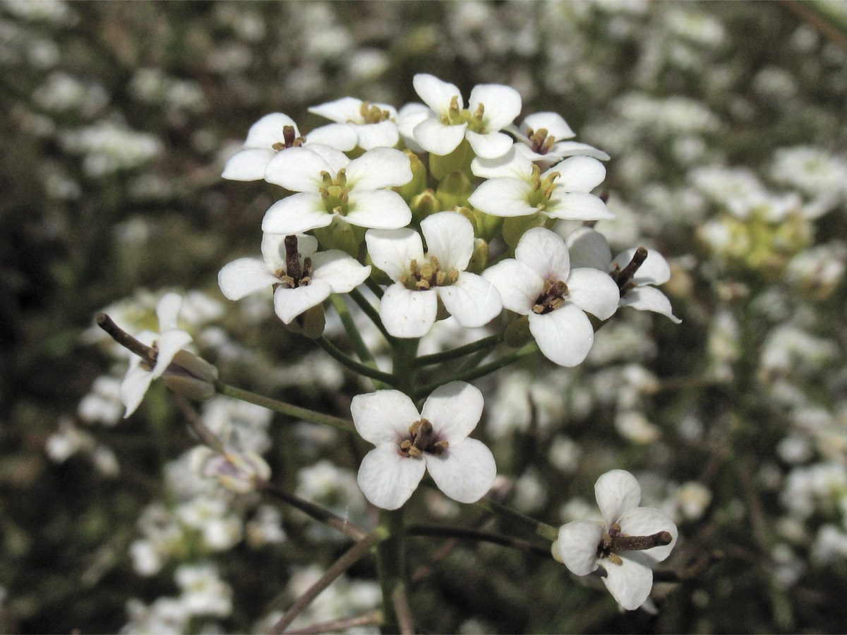 Image of Nasturtium microphyllum specimen.