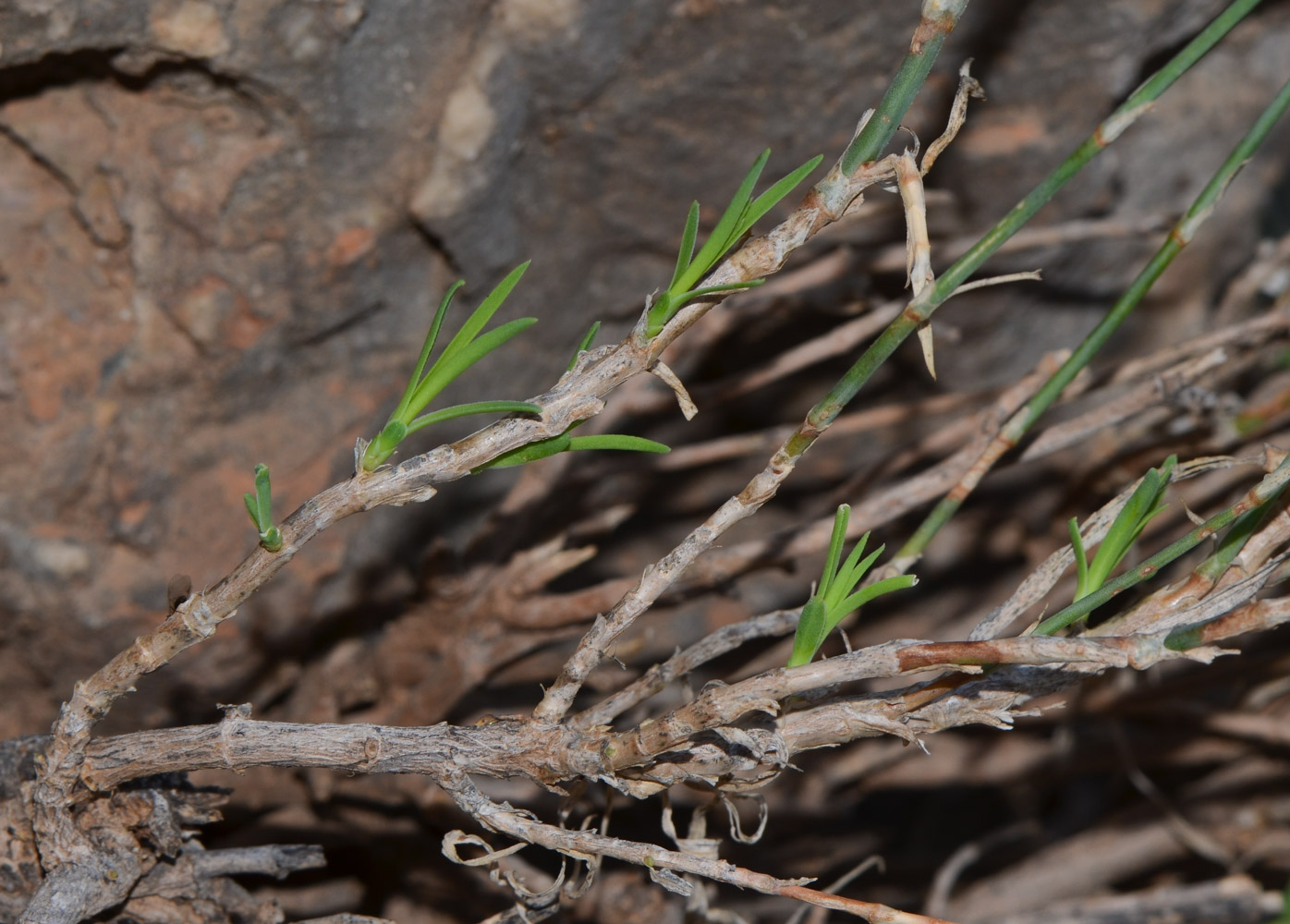 Изображение особи Dianthus pendulus.