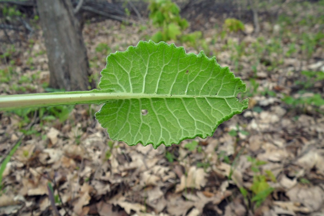 Изображение особи Primula macrocalyx.