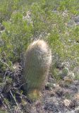 Denmoza rhodacantha
