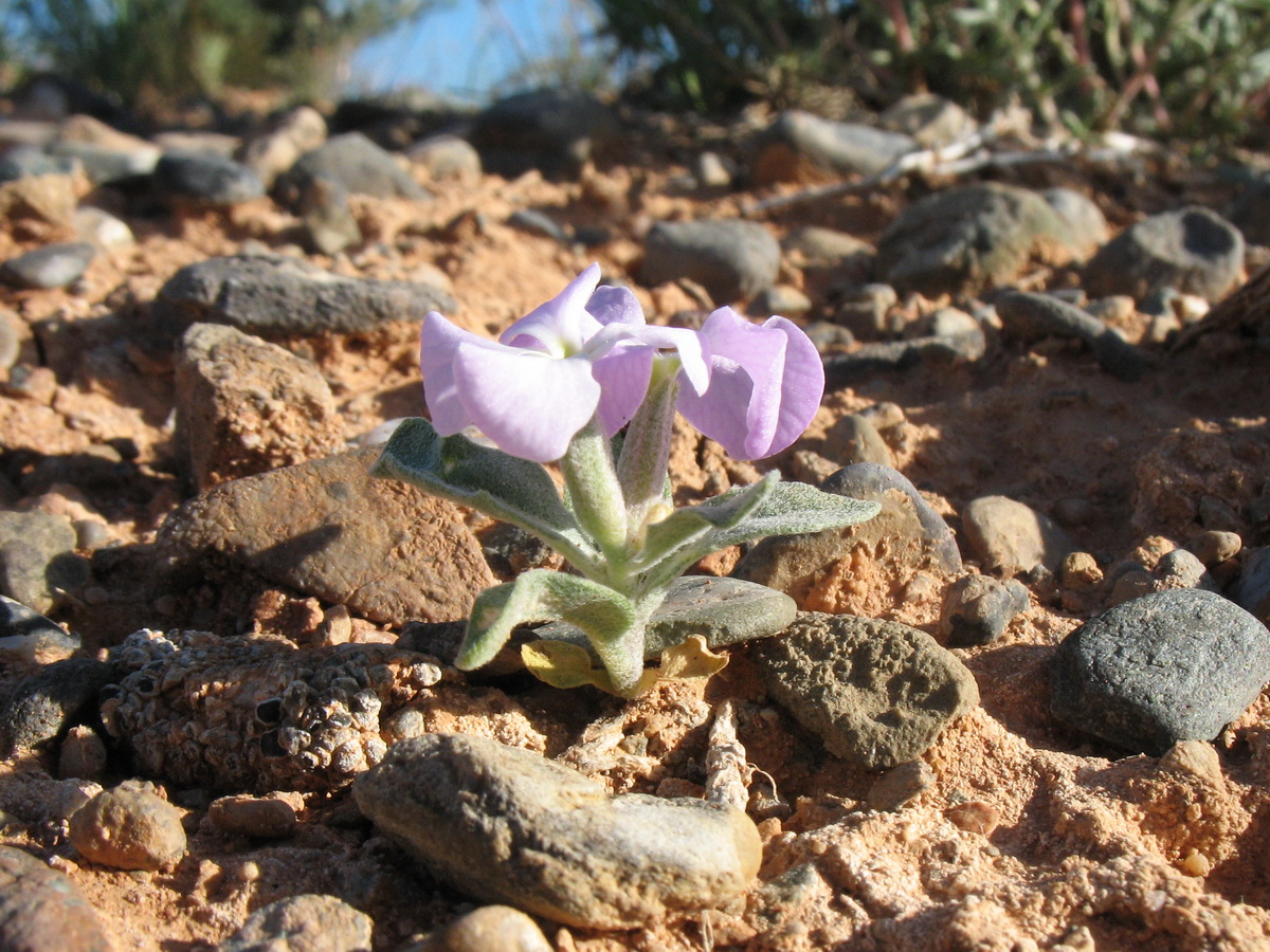 Изображение особи Matthiola bucharica.