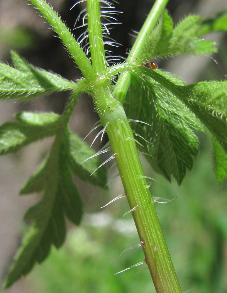 Изображение особи Physocaulis nodosus.