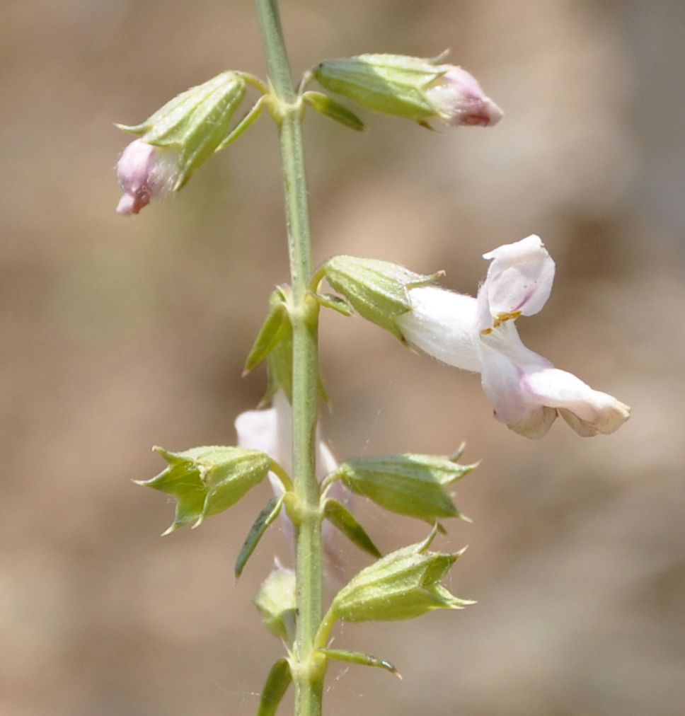 Image of Stachys angustifolia specimen.