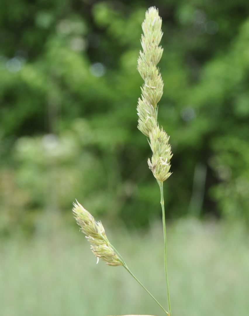 Изображение особи Dactylis glomerata.