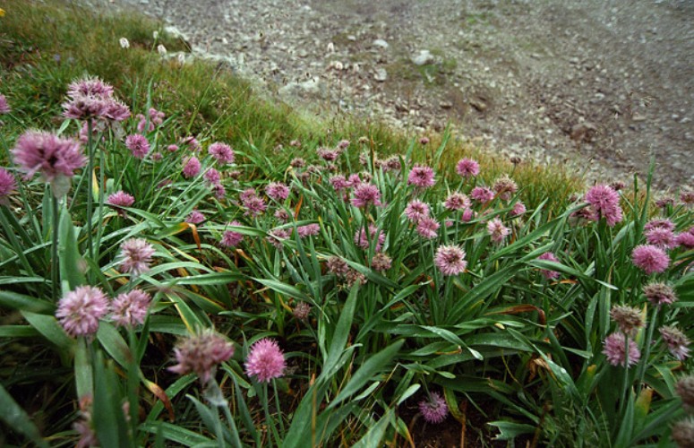 Image of Allium platyspathum specimen.