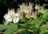 Crataegus chlorocarpa. Отцветающее соцветие. Московская обл., г. Королёв, мкр. Текстильщик, придорожные насаждения. 11.06.2017.
