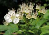 Crataegus chlorocarpa