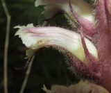 Orobanche hederae