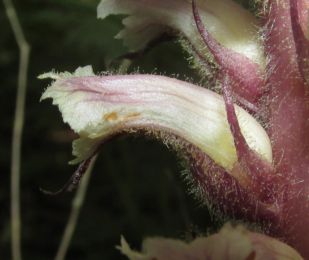 Изображение особи Orobanche hederae.