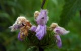 Phlomoides tuberosa