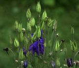Aquilegia vulgaris