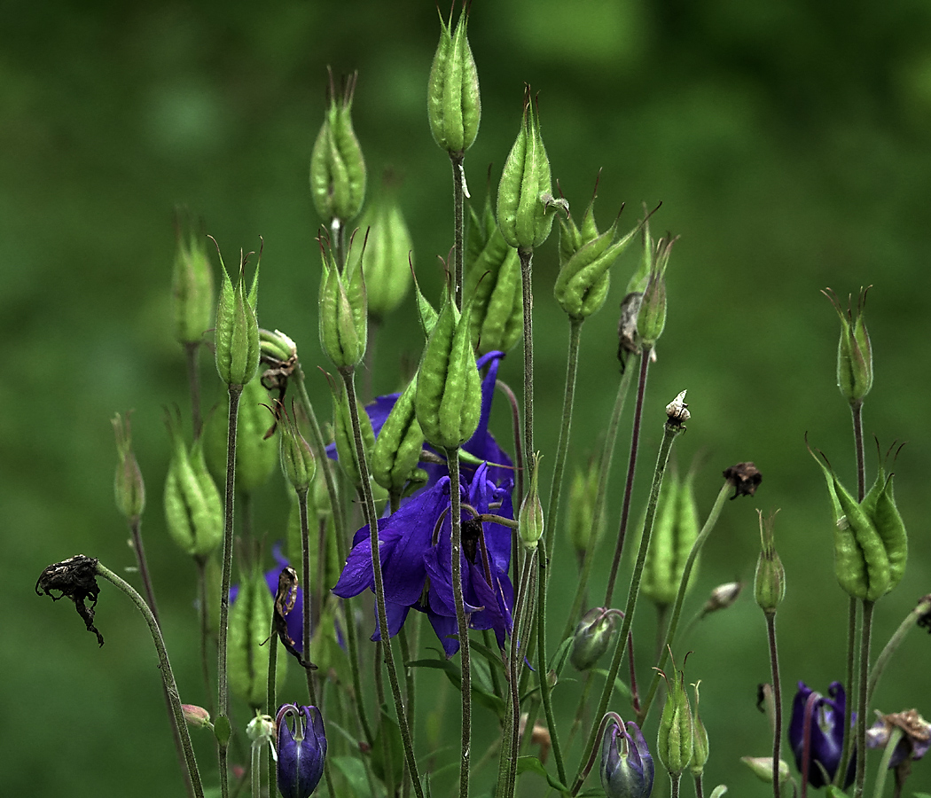 Image of Aquilegia vulgaris specimen.