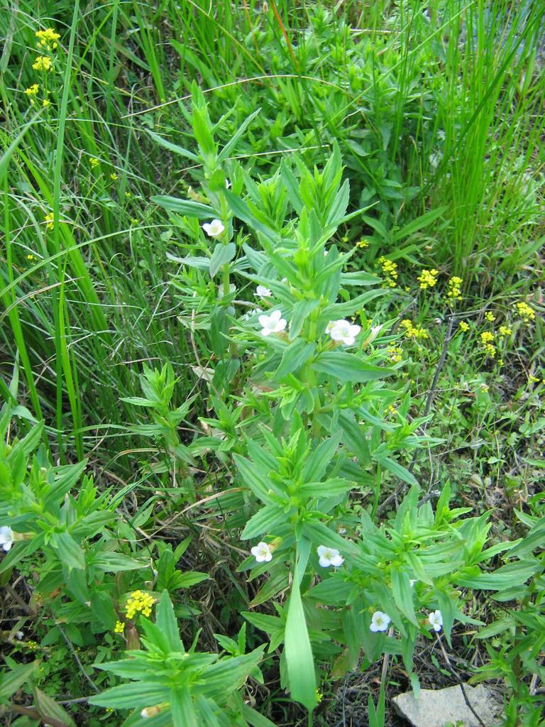 Изображение особи Gratiola officinalis.