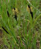 Carex melanostachya