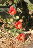 Opuntia discata. Побеги с цветками и плодами. Южный берег Крыма, Никитский ботанический сад, в культуре. 22 июня 2016 г.