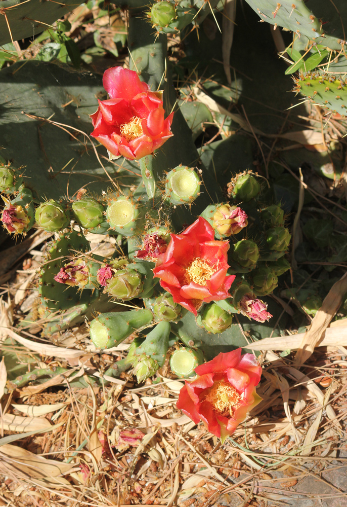 Изображение особи Opuntia discata.