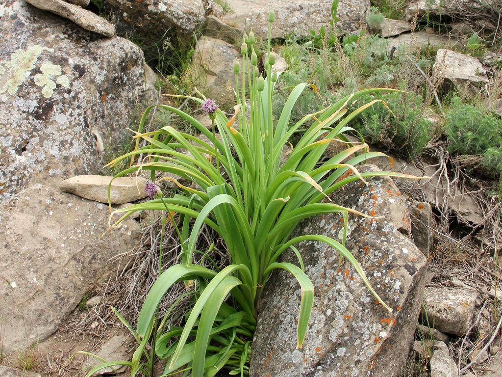 Изображение особи Allium jesdianum ssp. angustitepalum.