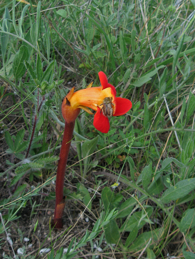 Изображение особи Phelypaea coccinea.