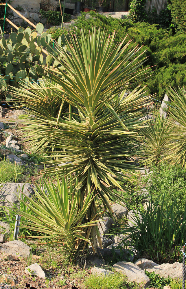 Image of Yucca aloifolia specimen.