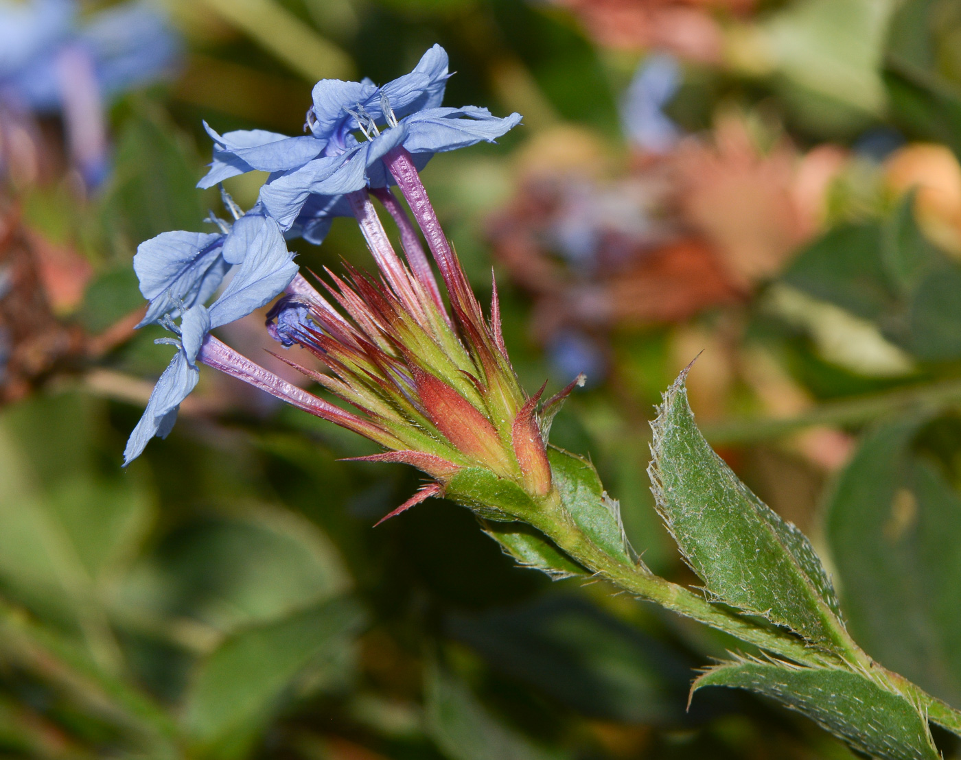 Image of Ceratostigma willmottianum specimen.