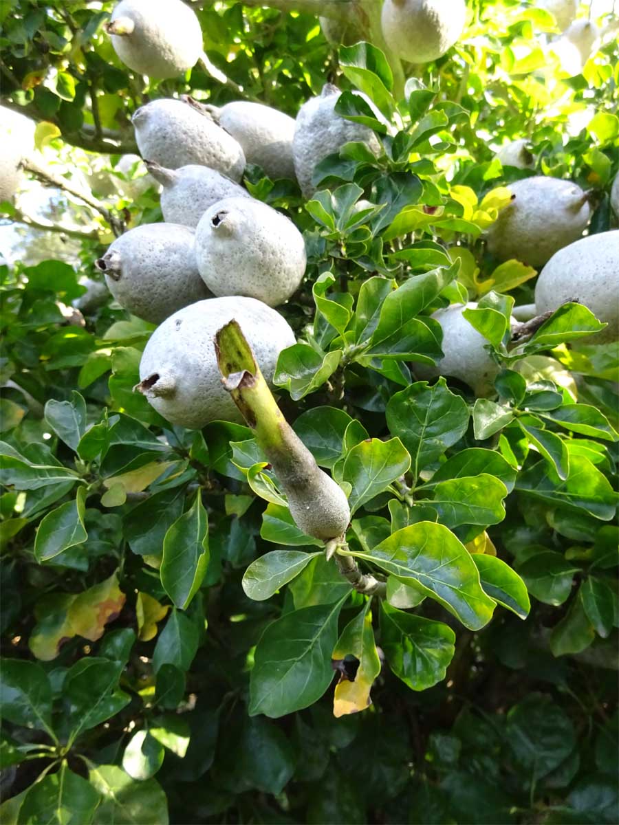 Image of Gardenia thunbergia specimen.