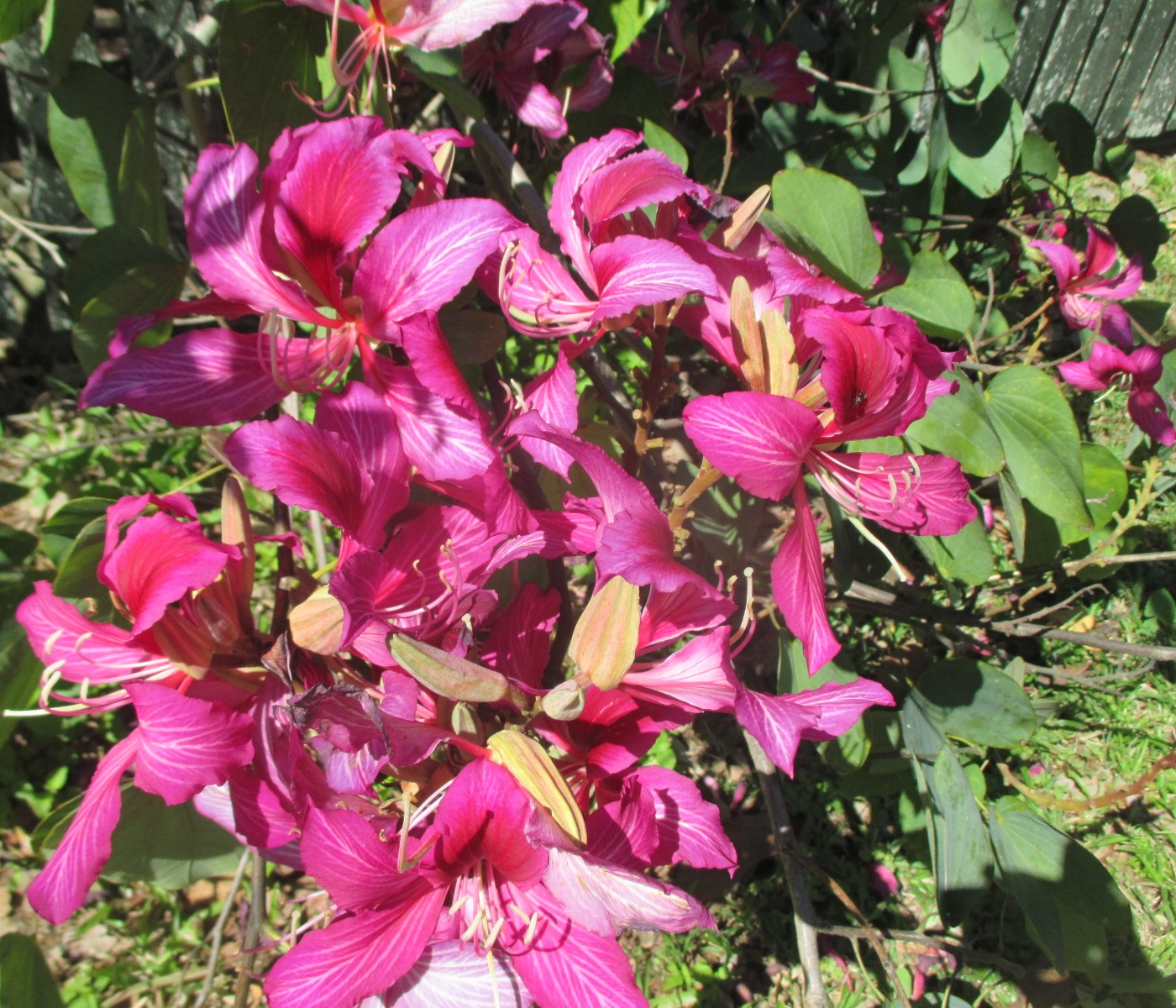 Image of Bauhinia variegata specimen.