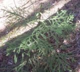 Picea obovata. Молодое растение в сосновом лесу. Башкирия, окр. Белорецка, гора Мраткина, западный склон. Последняя декада апреля.