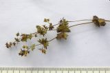 Alchemilla retinervis