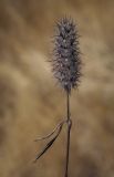 Trifolium angustifolium. Верхушка плодоносящего растения. Крым, Севастополь, вершина Сапун-Горы, поляна вдоль грунтовой дороги. 14.08.2017.