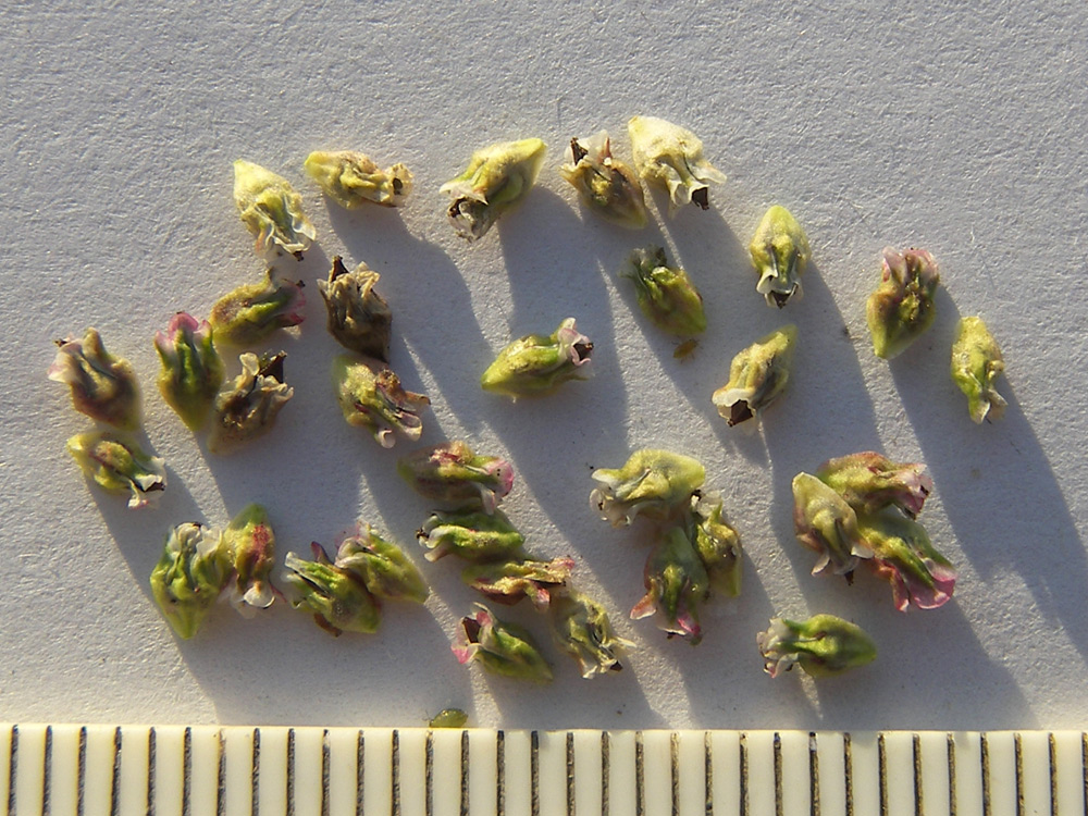Изображение особи Polygonum arenastrum.