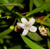 Myoporum parvifolium