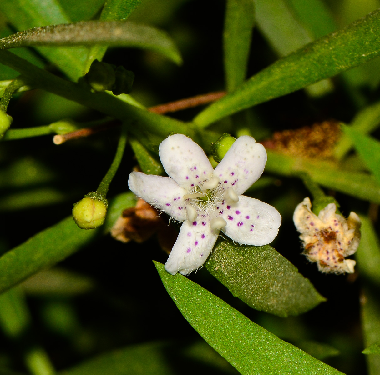 Изображение особи Myoporum parvifolium.