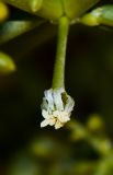 Tetraena coccinea