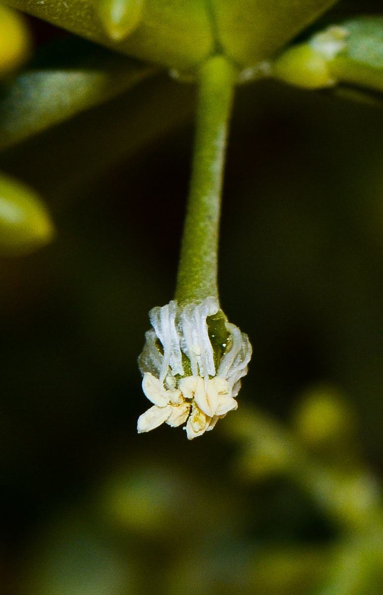 Изображение особи Tetraena coccinea.