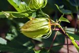 Hibiscus &times; hybridus