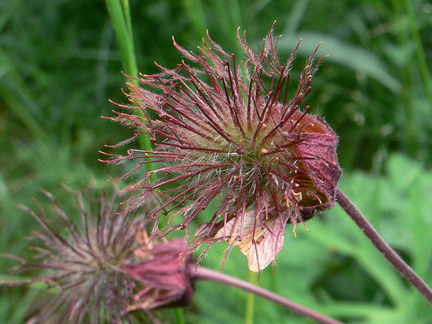 Image of Geum rivale specimen.