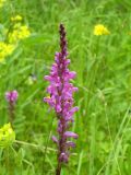 Pedicularis elata