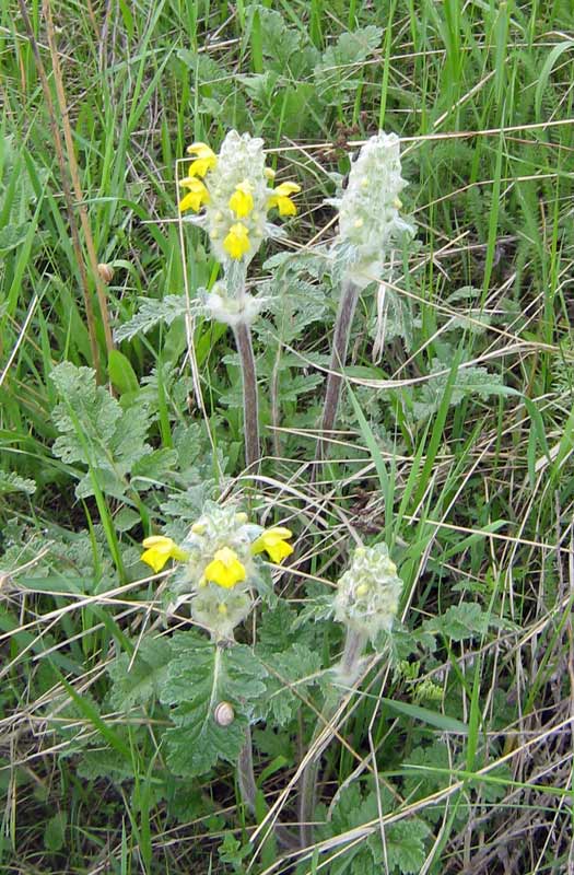 Image of Phlomoides speciosa specimen.