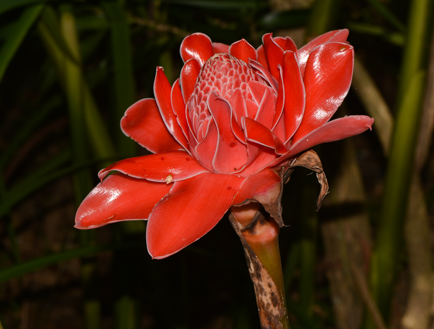 Image of Etlingera elatior specimen.