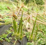 Erodium manescavi