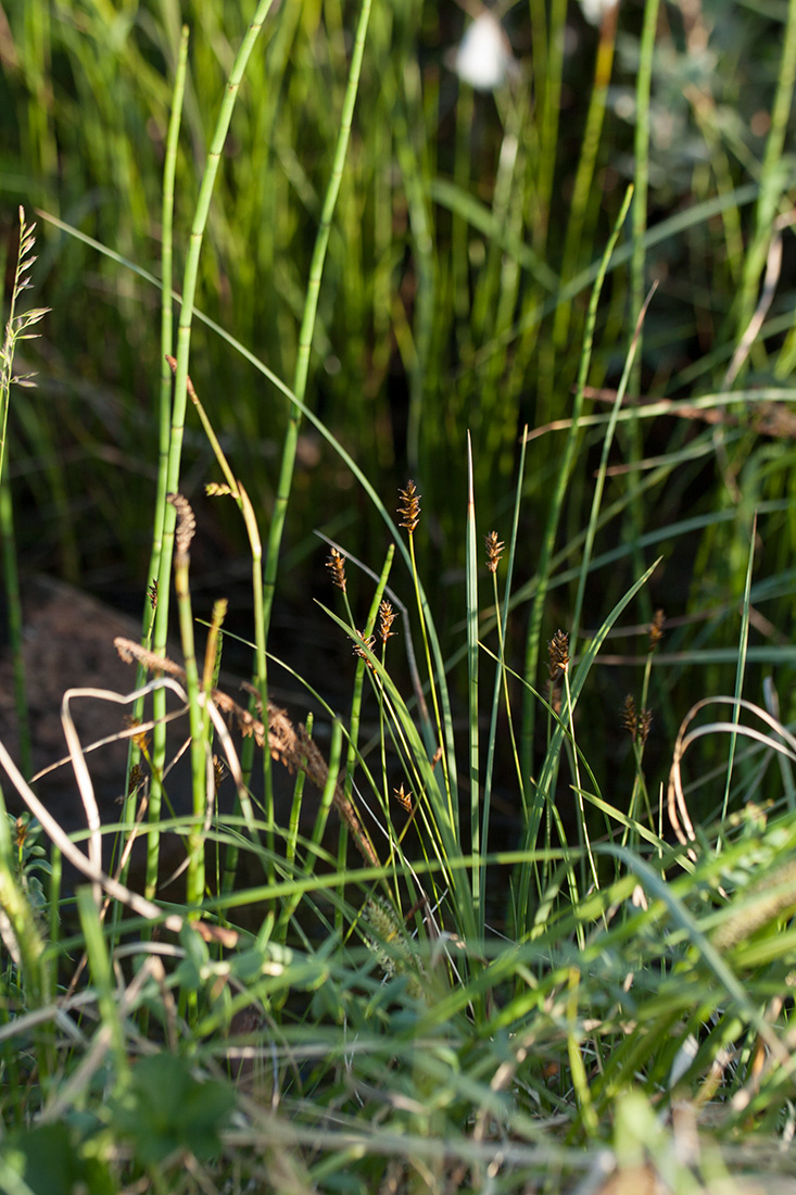 Изображение особи Carex dioica.