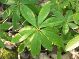 Rhododendron luteum. Верхушка побега. Краснодарский край, г. Сочи, Лазаревский р-н, с. Барановка, склон горы Вост. Дагомыс. 04.08.2017.