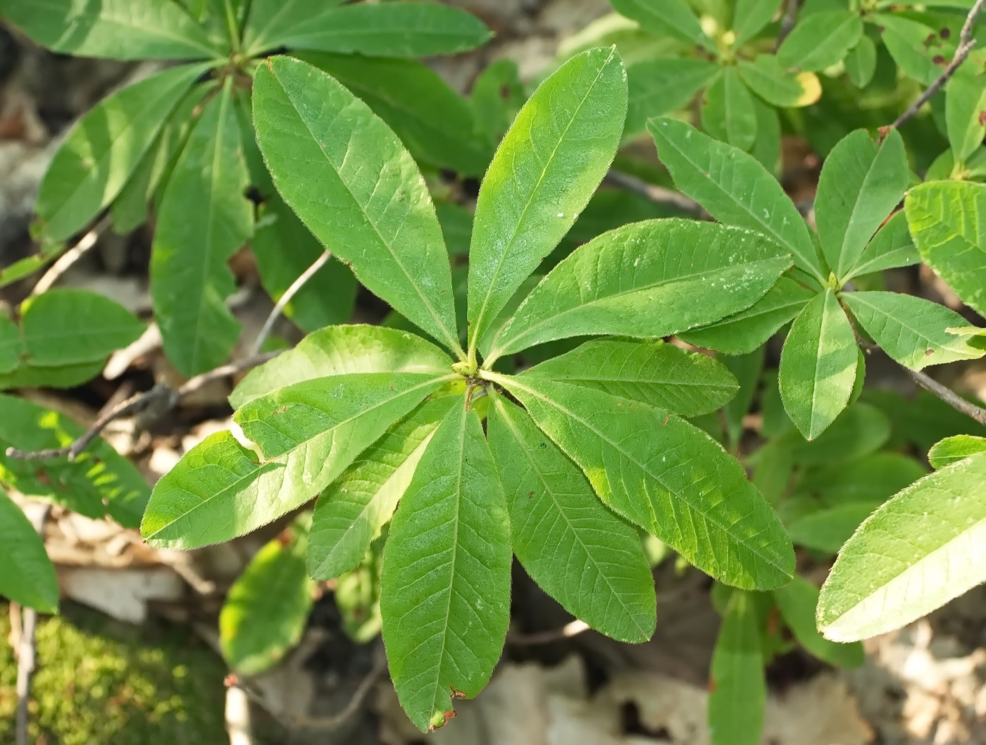 Image of Rhododendron luteum specimen.