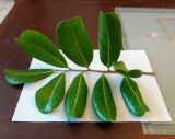 Image of taxon representative. Author is Зоя Эль